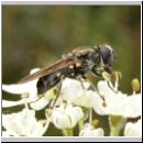 Cheilosia caerulescens - Erzschwebfliege w06.jpg
